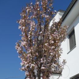 Oriental cherry with columnar shape 'amanogawa'